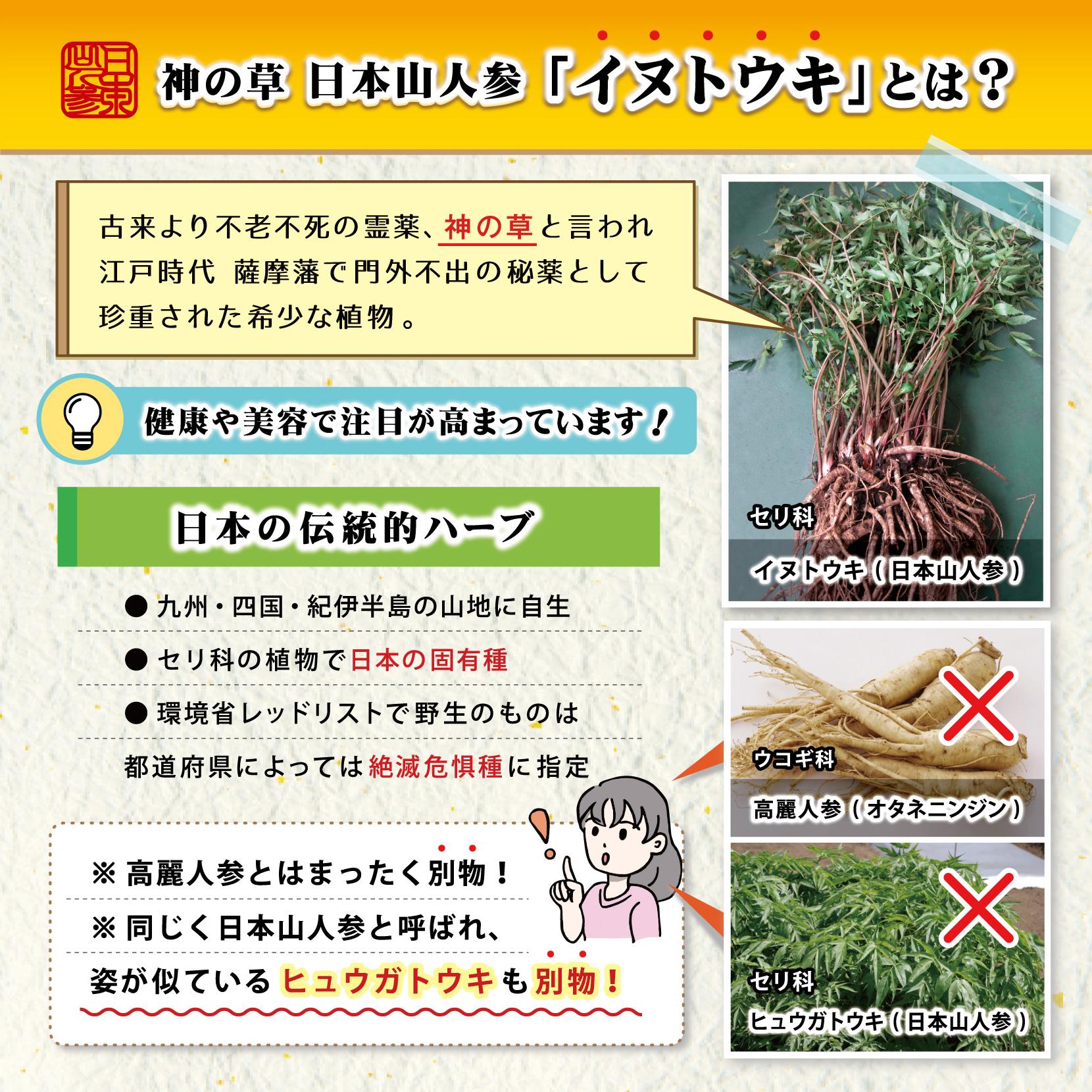 神の草 日本山人参 「イヌトウキ」とは？