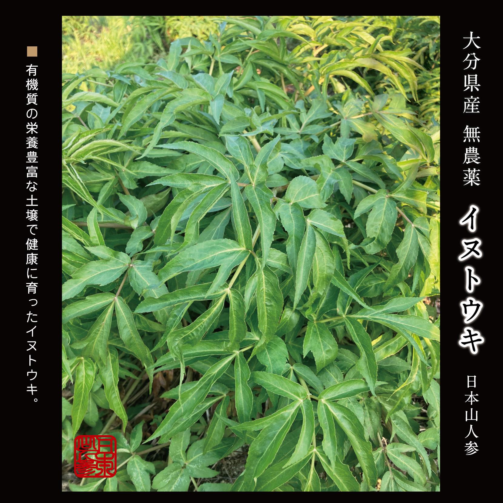 大分県産 無農薬 イヌトウキ